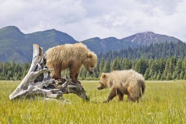 Bears